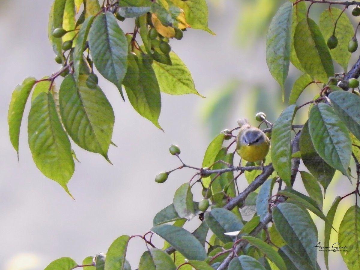 Gray-hooded Warbler - Asim Giri