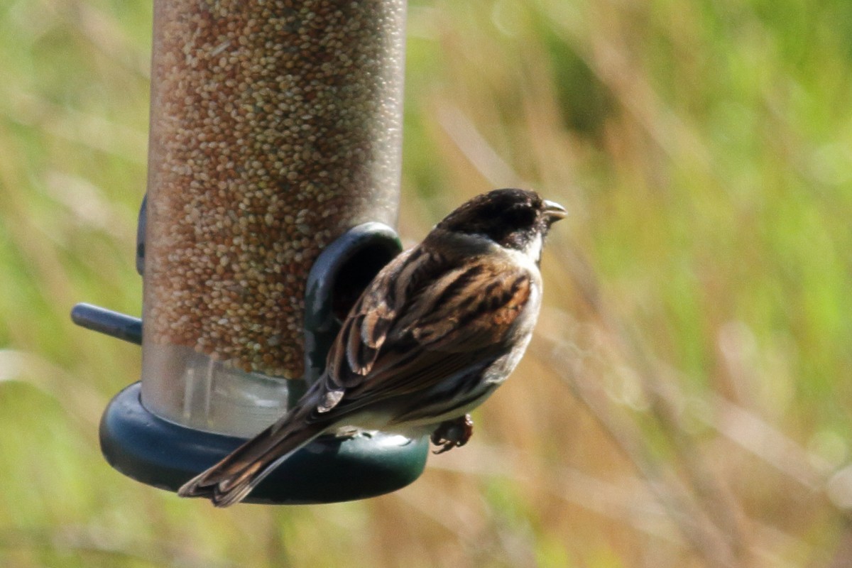 Reed Bunting - ML424118211