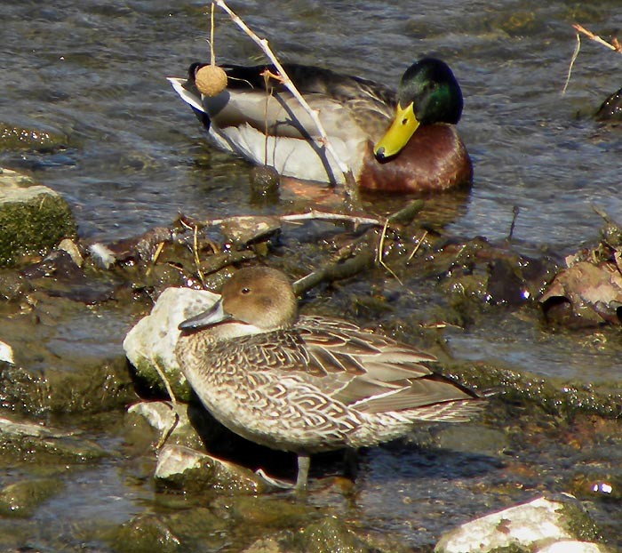 Northern Pintail - ML424118461