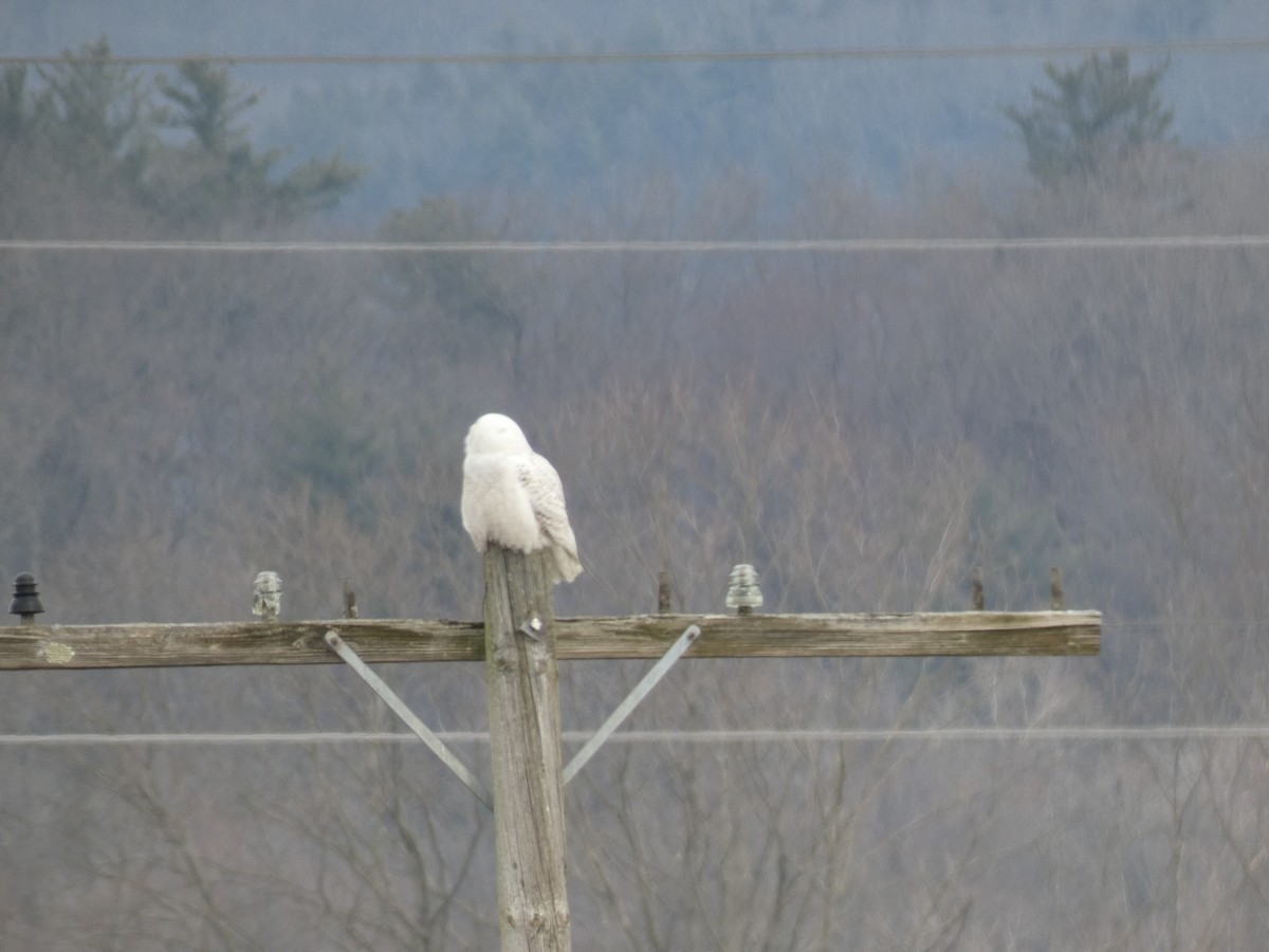 Snowy Owl - ML424122311