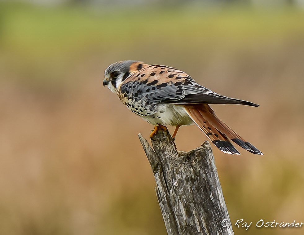 American Kestrel - Ray Ostrander