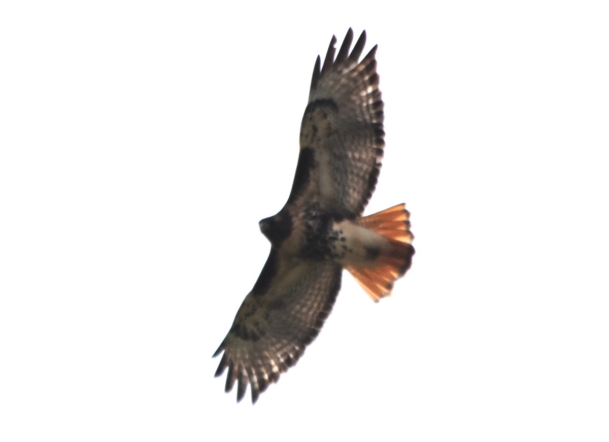 Red-tailed Hawk (abieticola) - ML424122851