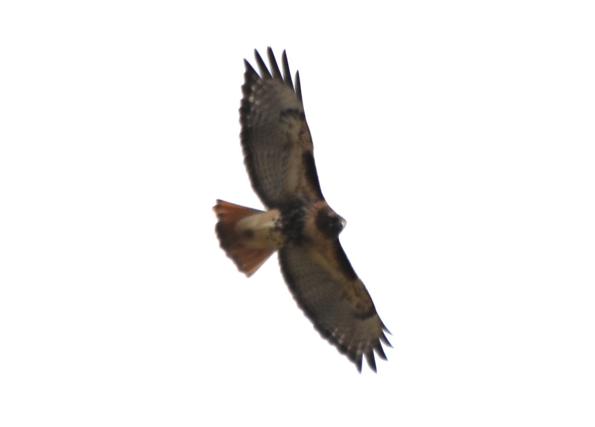 Red-tailed Hawk (abieticola) - ML424122921