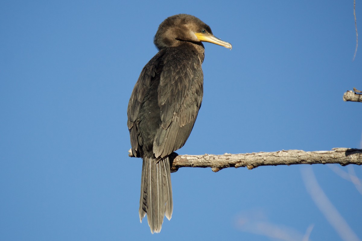 Cormoran vigua - ML424123401