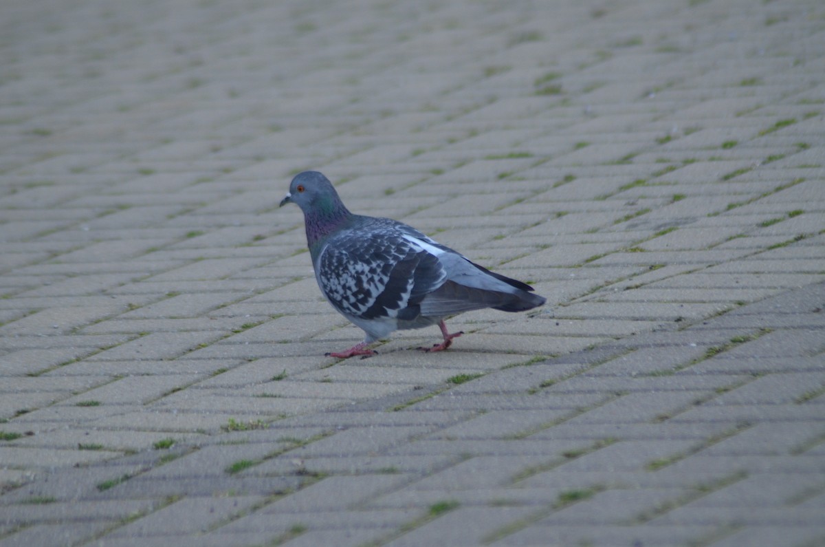 Rock Pigeon (Feral Pigeon) - ML424123441