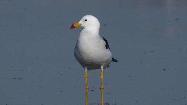 Belcher's Gull - ML424123591