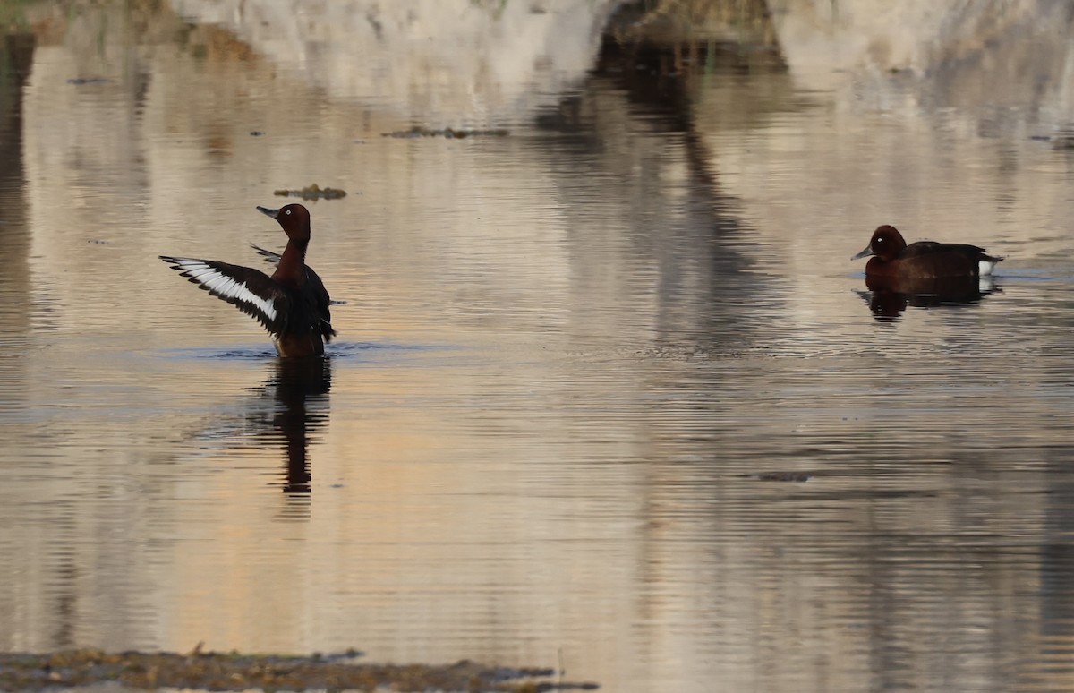 Ferruginous Duck - ML424123821