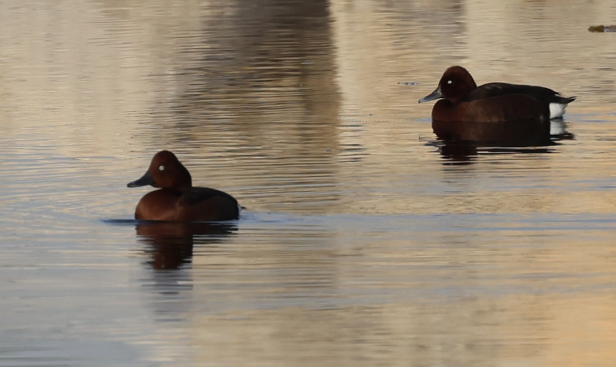 Ferruginous Duck - ML424123831