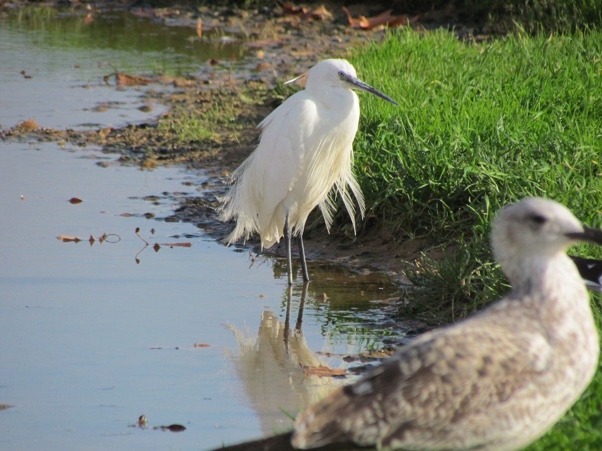 Little Egret - ML42412461