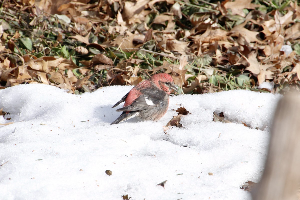 White-winged Crossbill - ML424125381