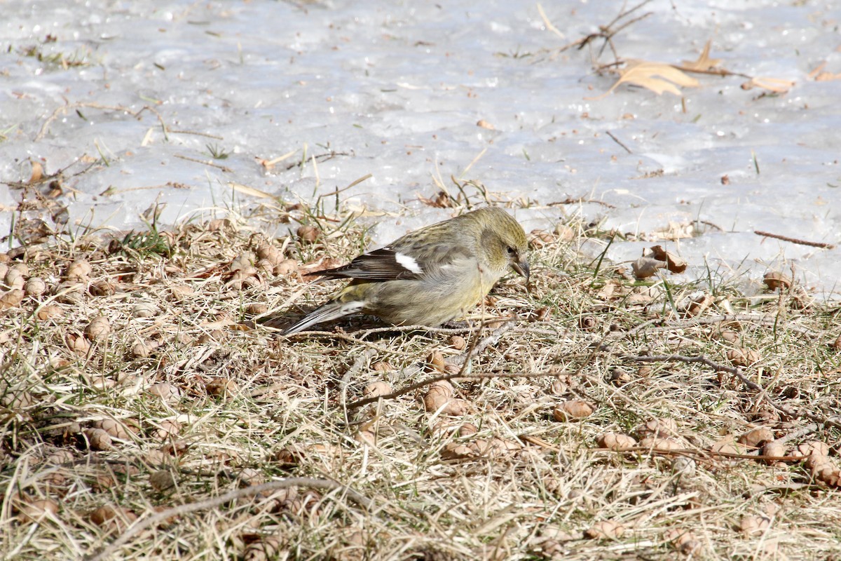 White-winged Crossbill - ML424125391