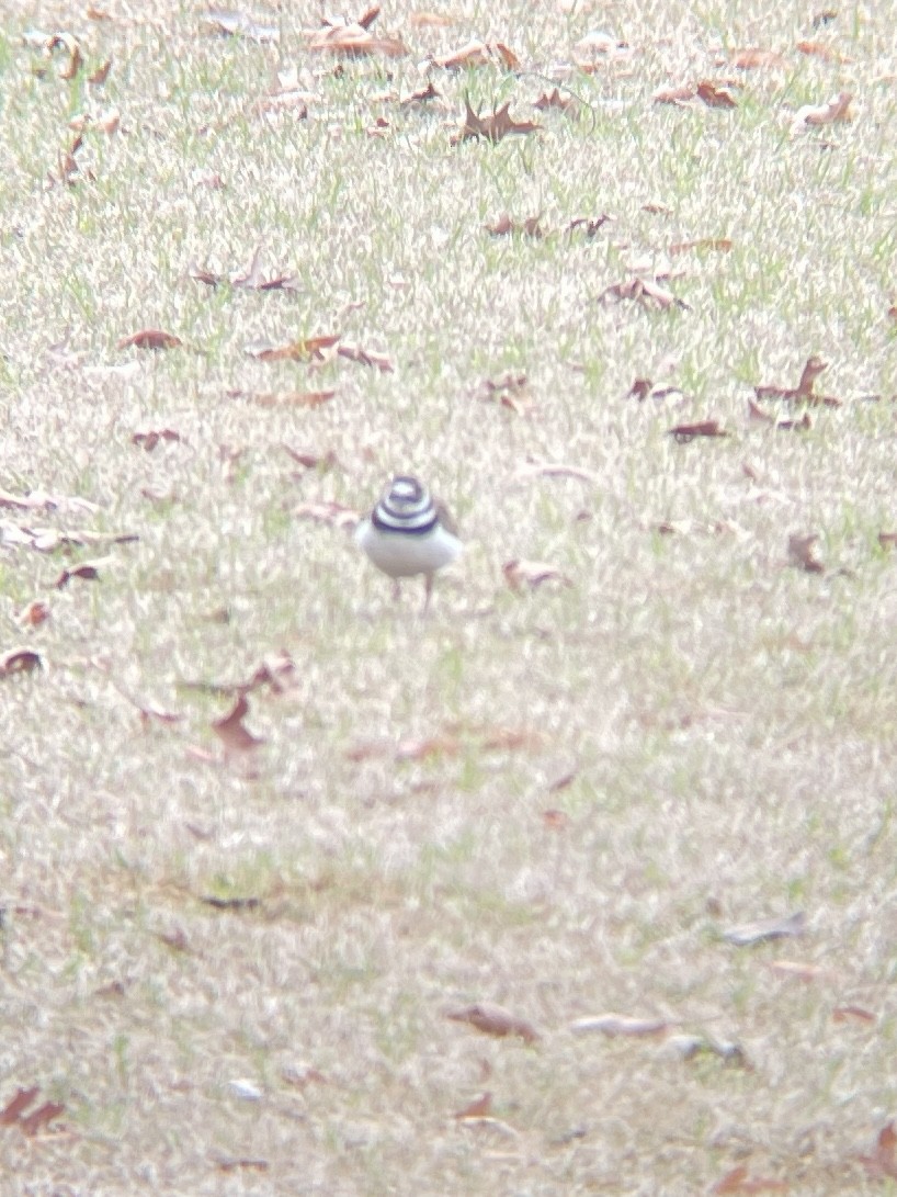 Killdeer - ML424126171