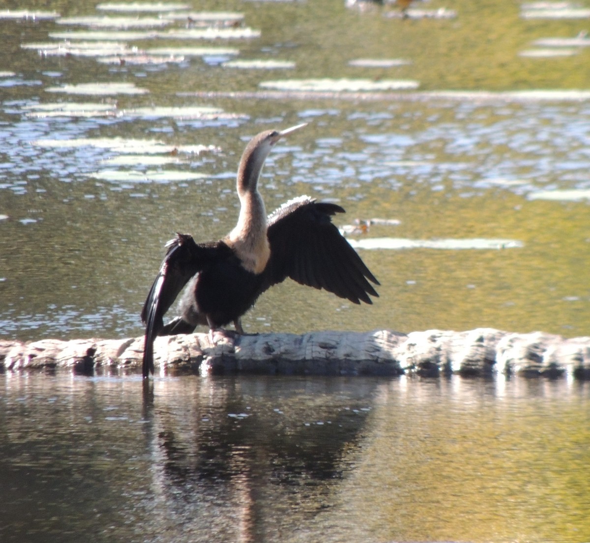 Anhinga Americana - ML424128891