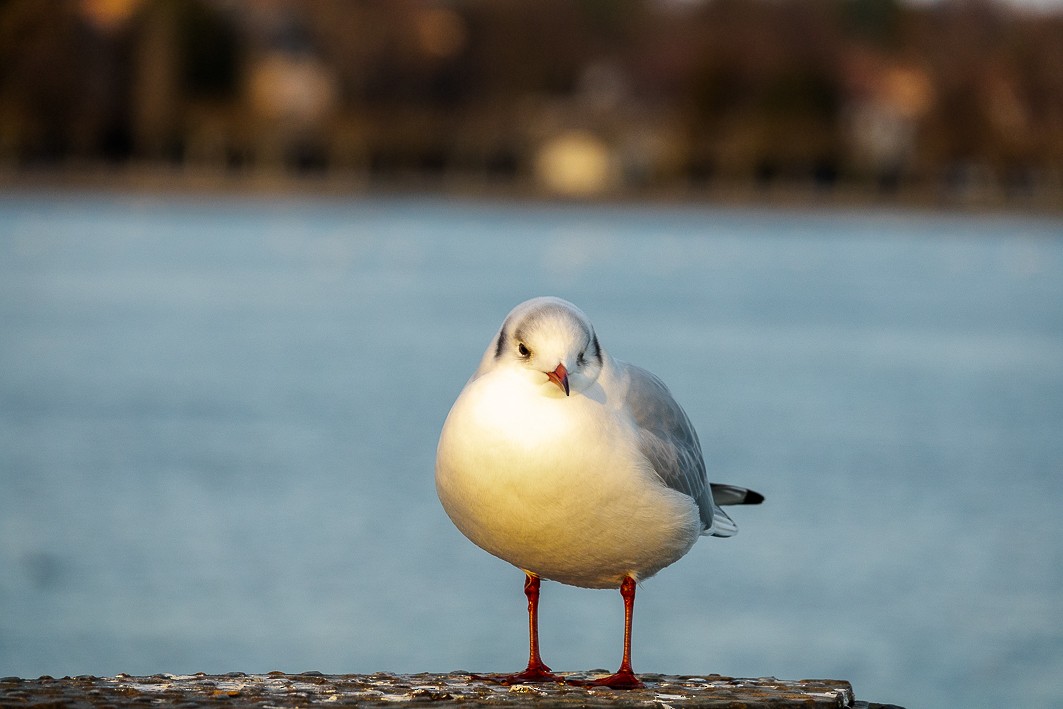 Black-headed Gull - ML424131621