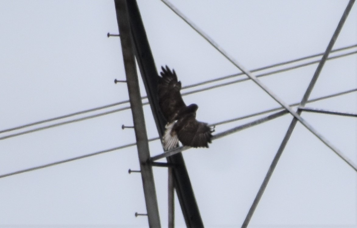 Red-tailed Hawk (Harlan's) - ML424134261