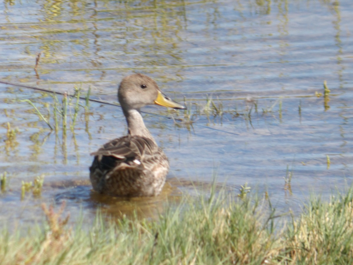 Yellow-billed Pintail - ML424136361