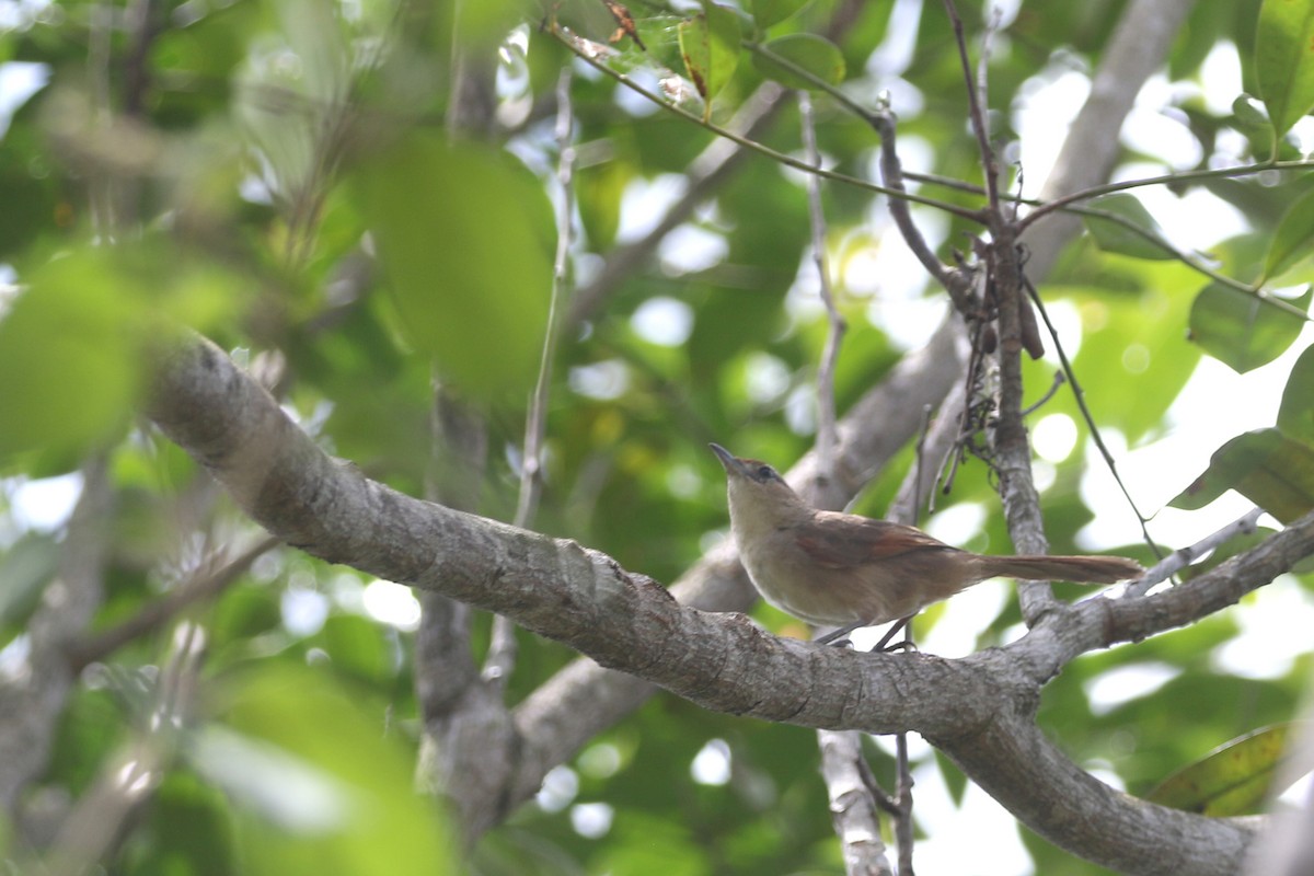 Rufous-fronted Thornbird (Rufous-winged) - ML424136581