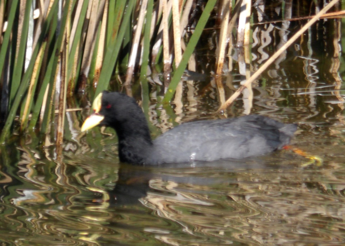 Red-gartered Coot - Miguel Pardo