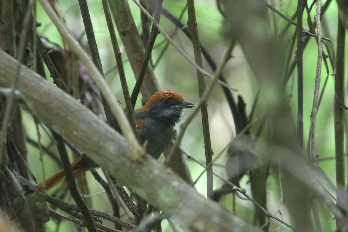 Pinto's Spinetail - ML424136751