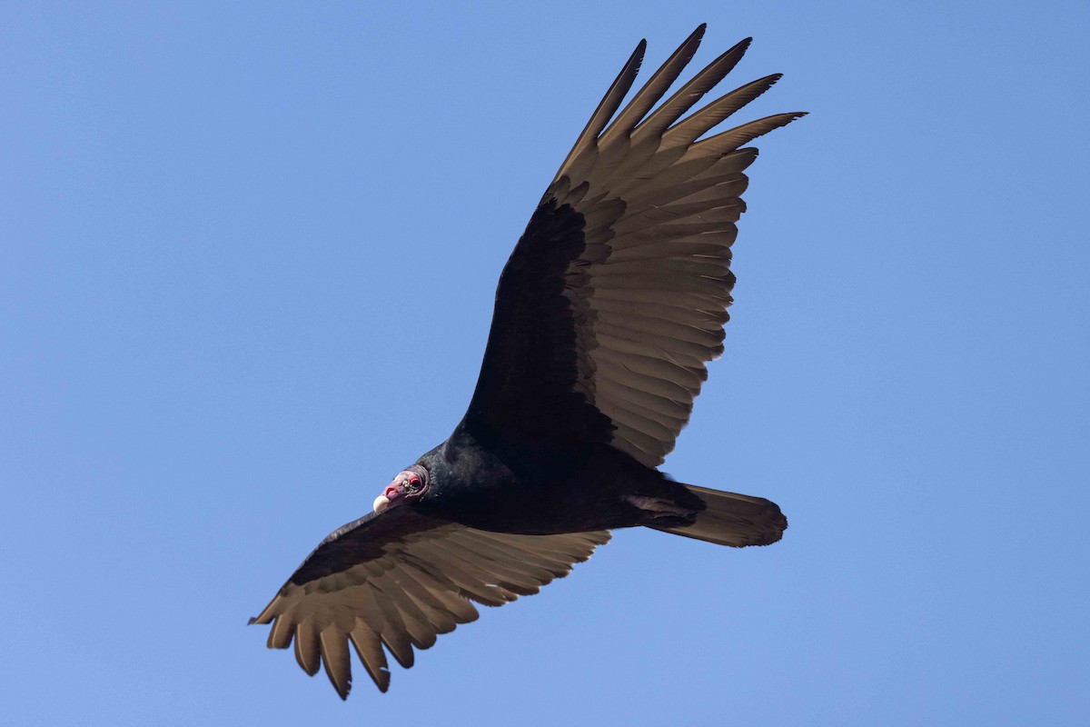 Turkey Vulture - ML424138771