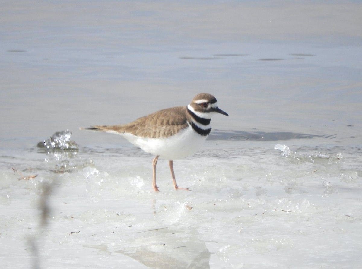 Killdeer - ML424140731