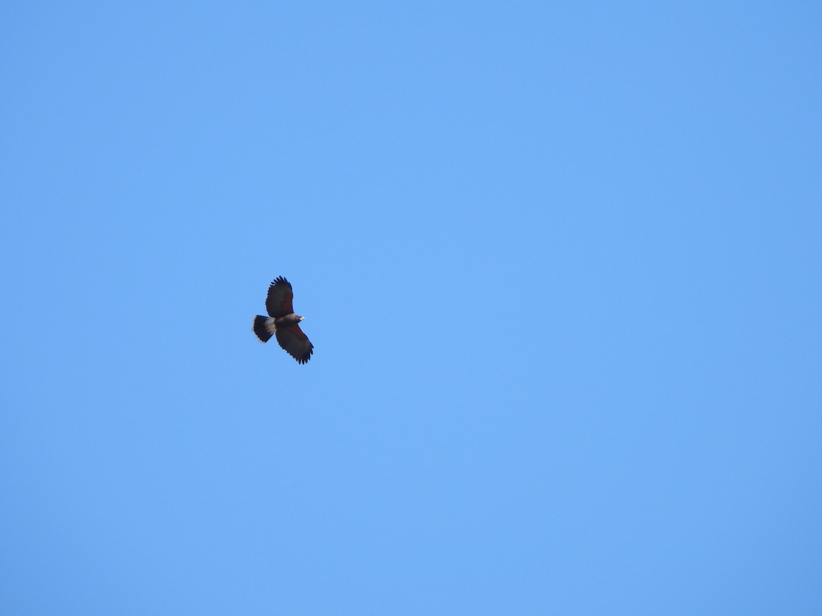 Harris's Hawk - ML424141911