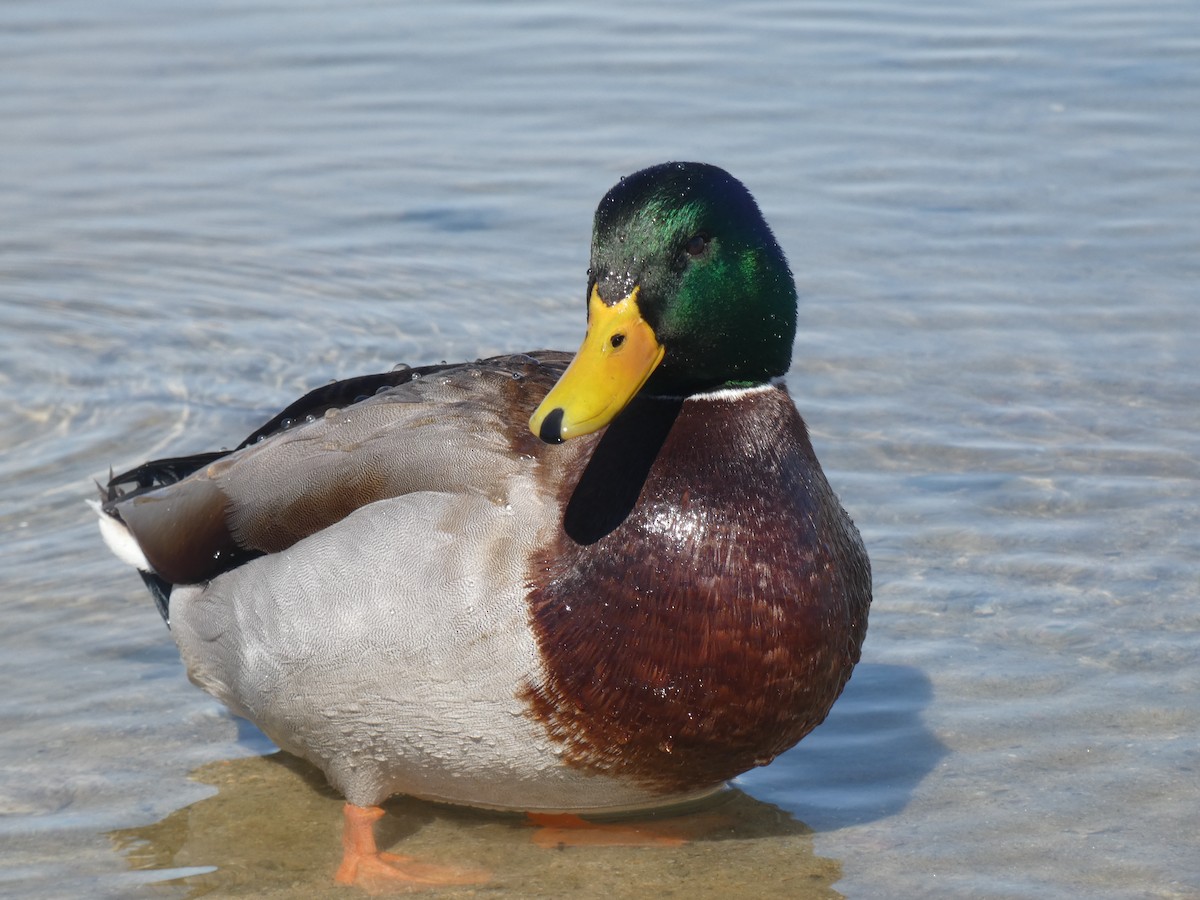 Mallard - ML424142531