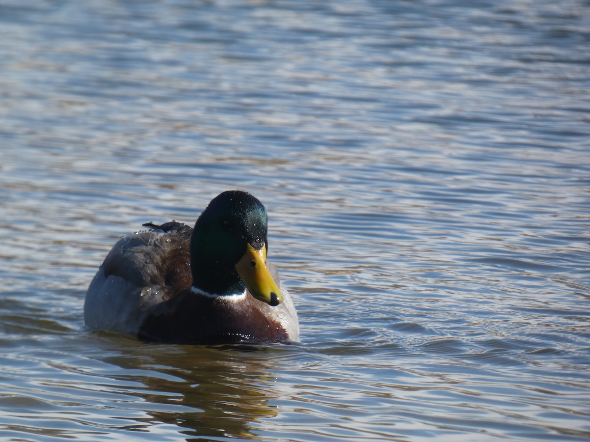 Mallard - ML424142561