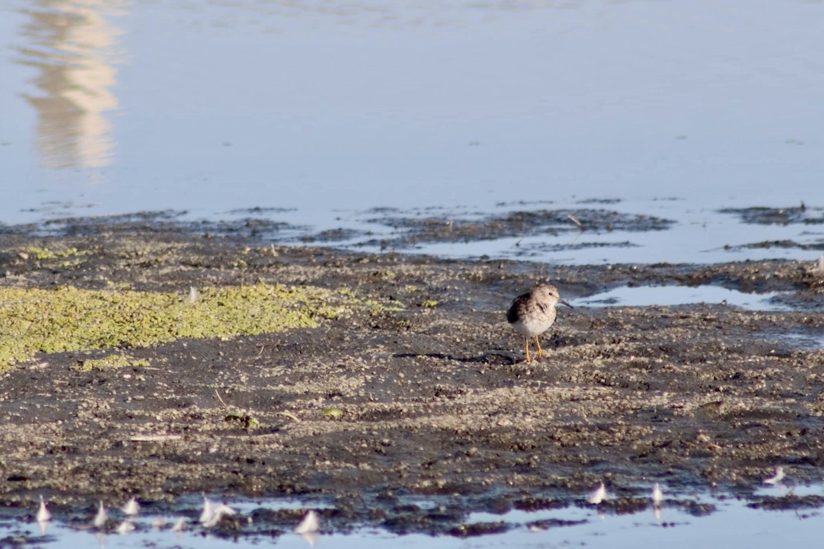 pygmésnipe - ML424143601