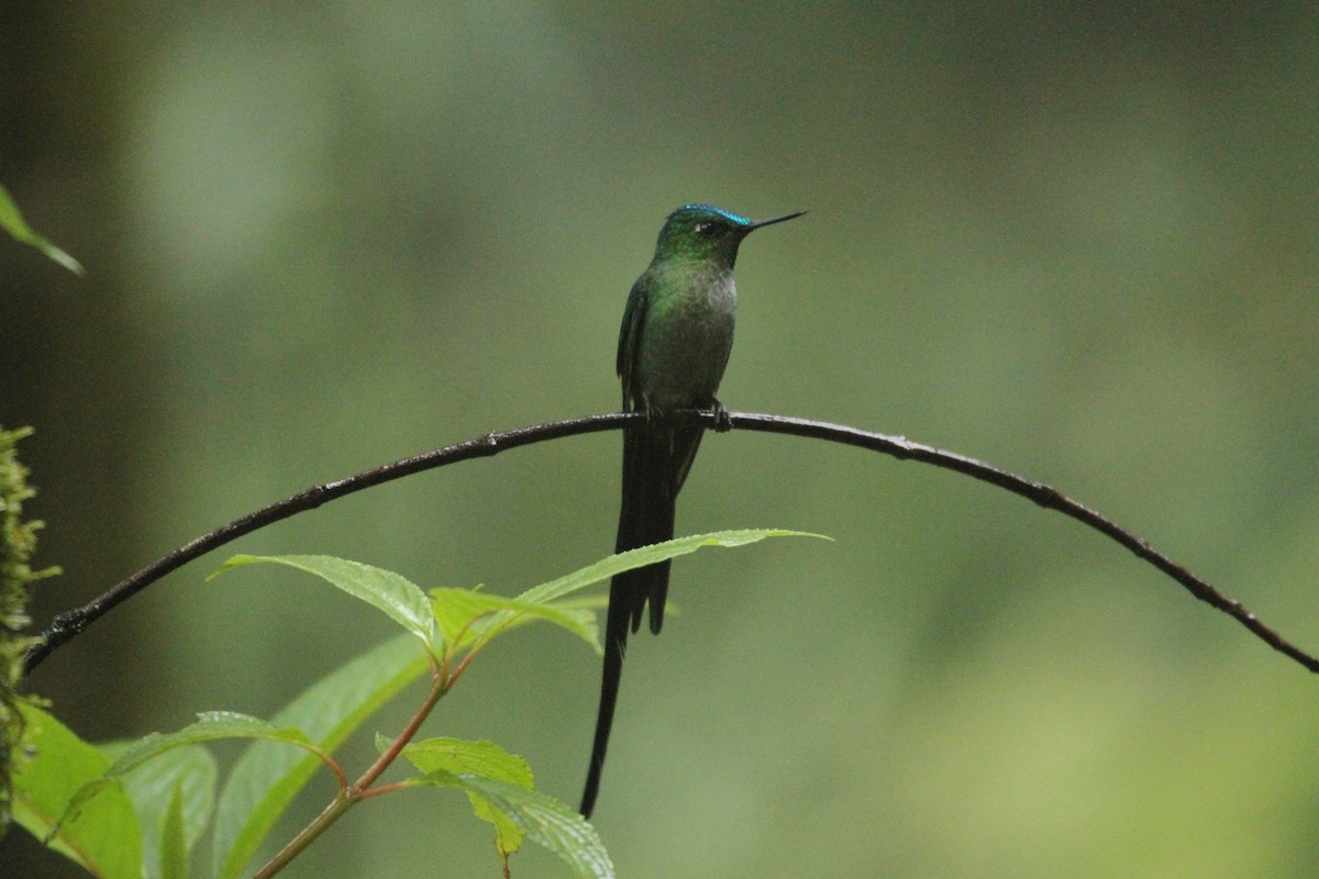 Long-tailed Sylph - David Lambeth