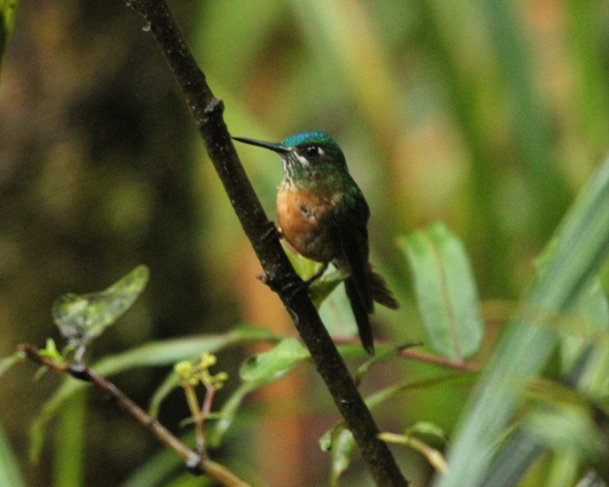 Long-tailed Sylph - David Lambeth