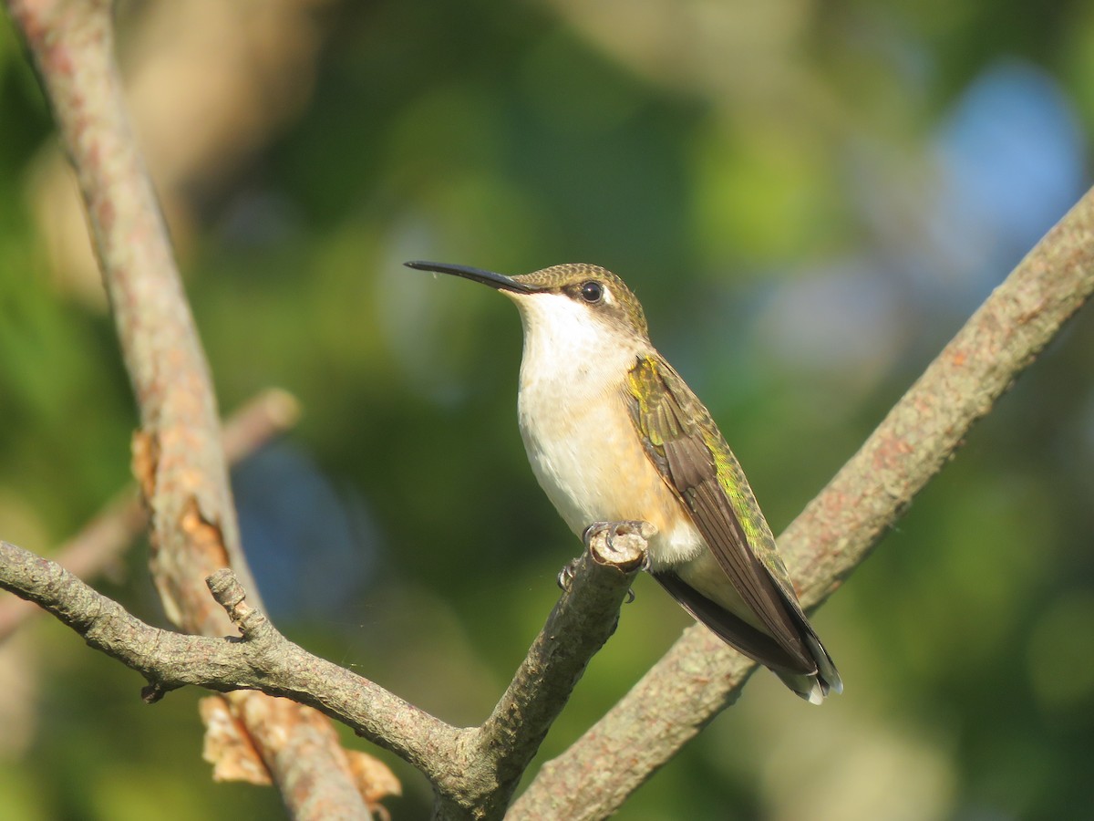 Ruby-throated Hummingbird - ML424145091