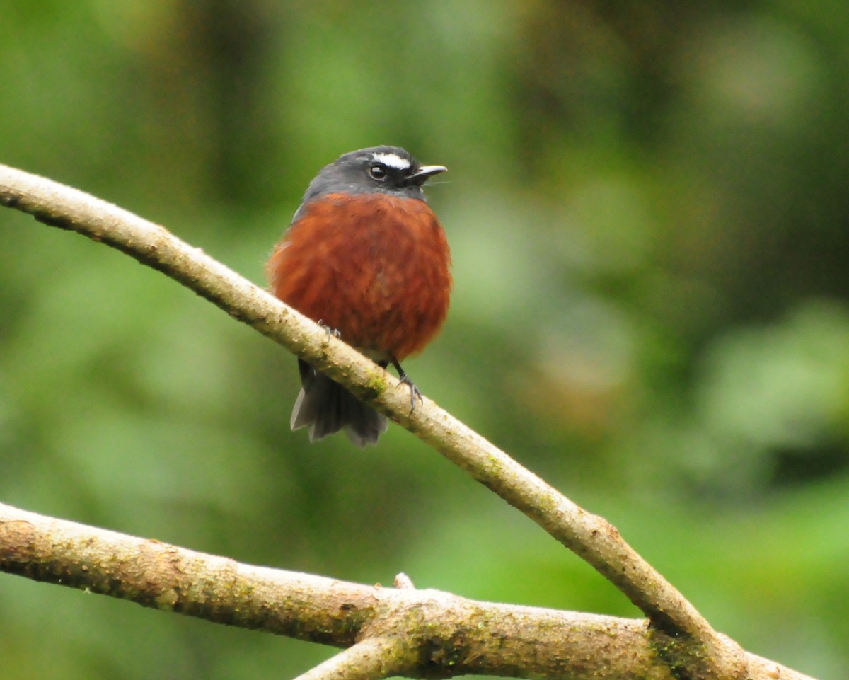 Chestnut-bellied Chat-Tyrant - ML424145211