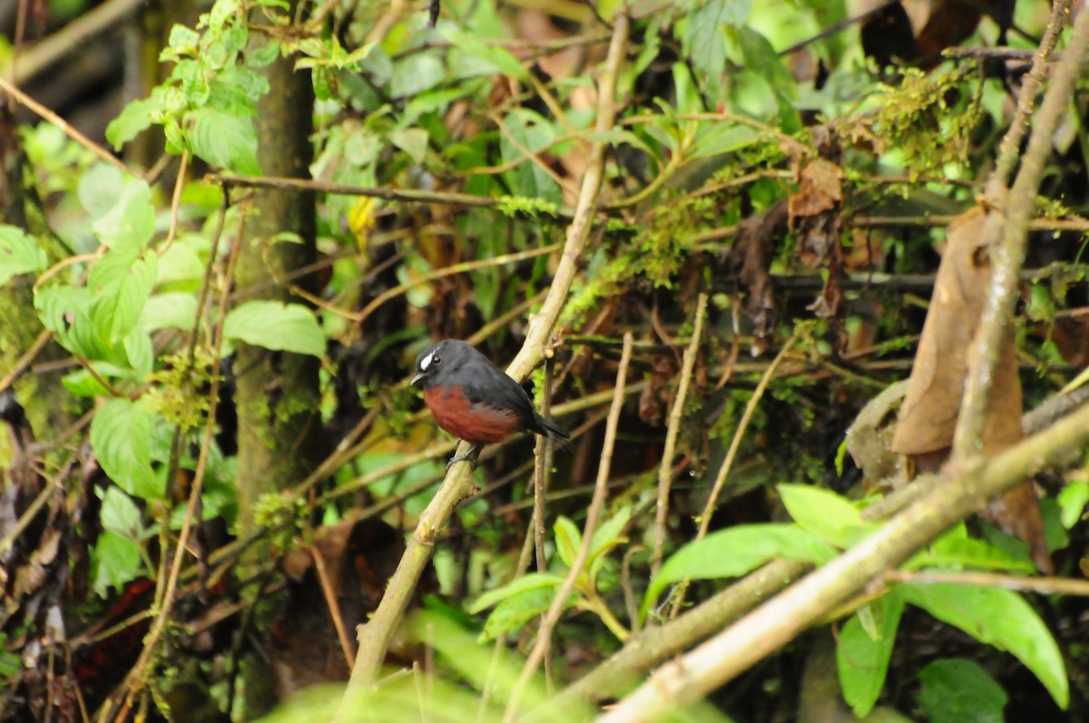 Chestnut-bellied Chat-Tyrant - ML424145231