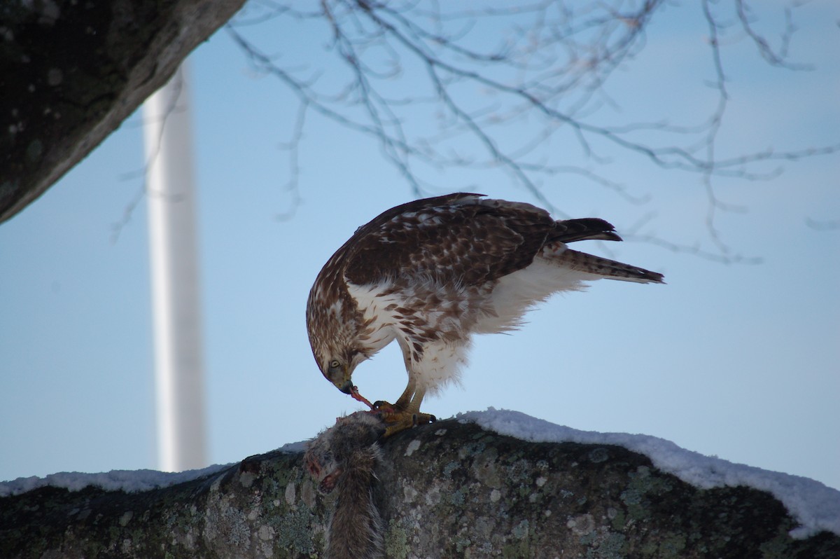 Red-tailed Hawk - ML424147001
