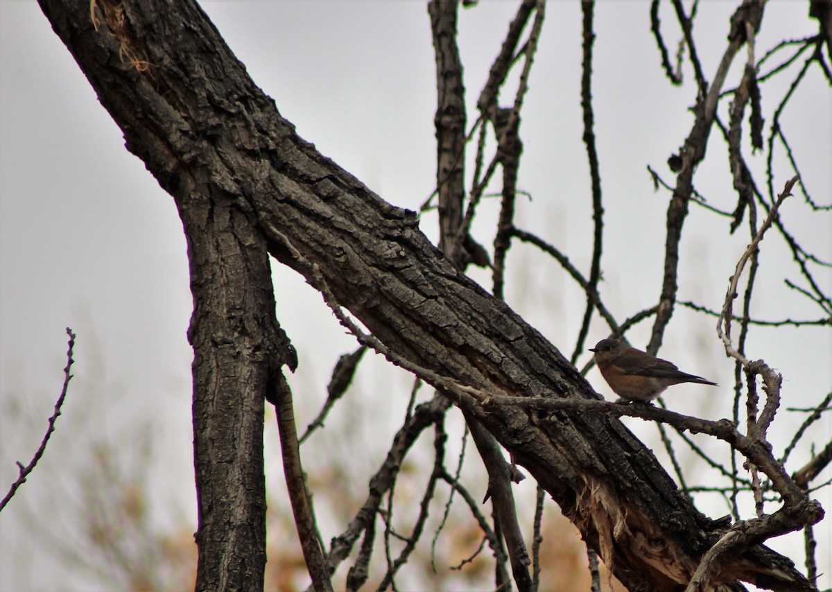 Eastern Bluebird - David Lerwill