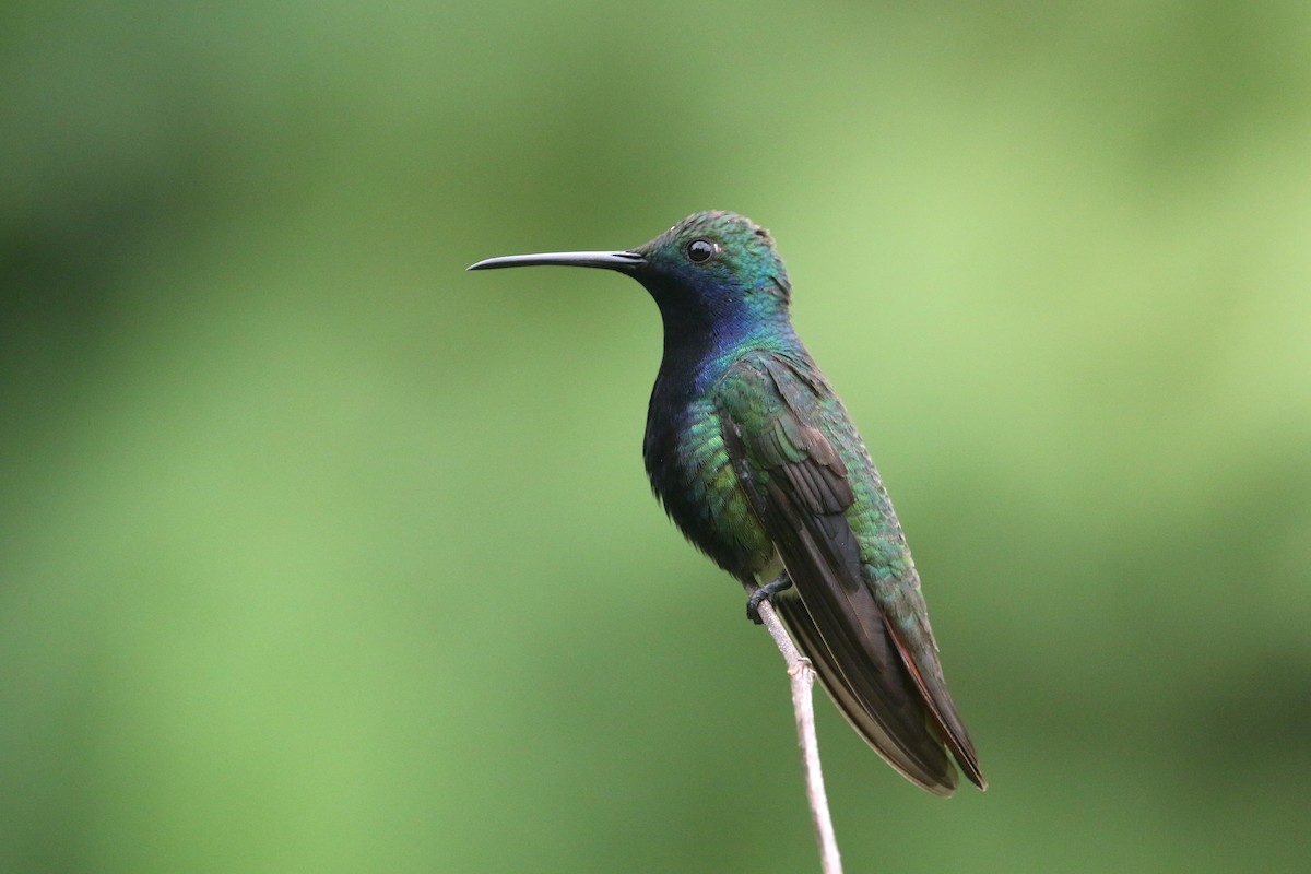 Black-throated Mango - ML424147381