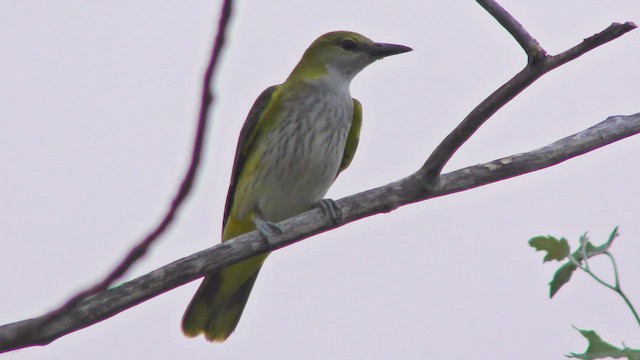 Eurasian Golden Oriole - ML424147751