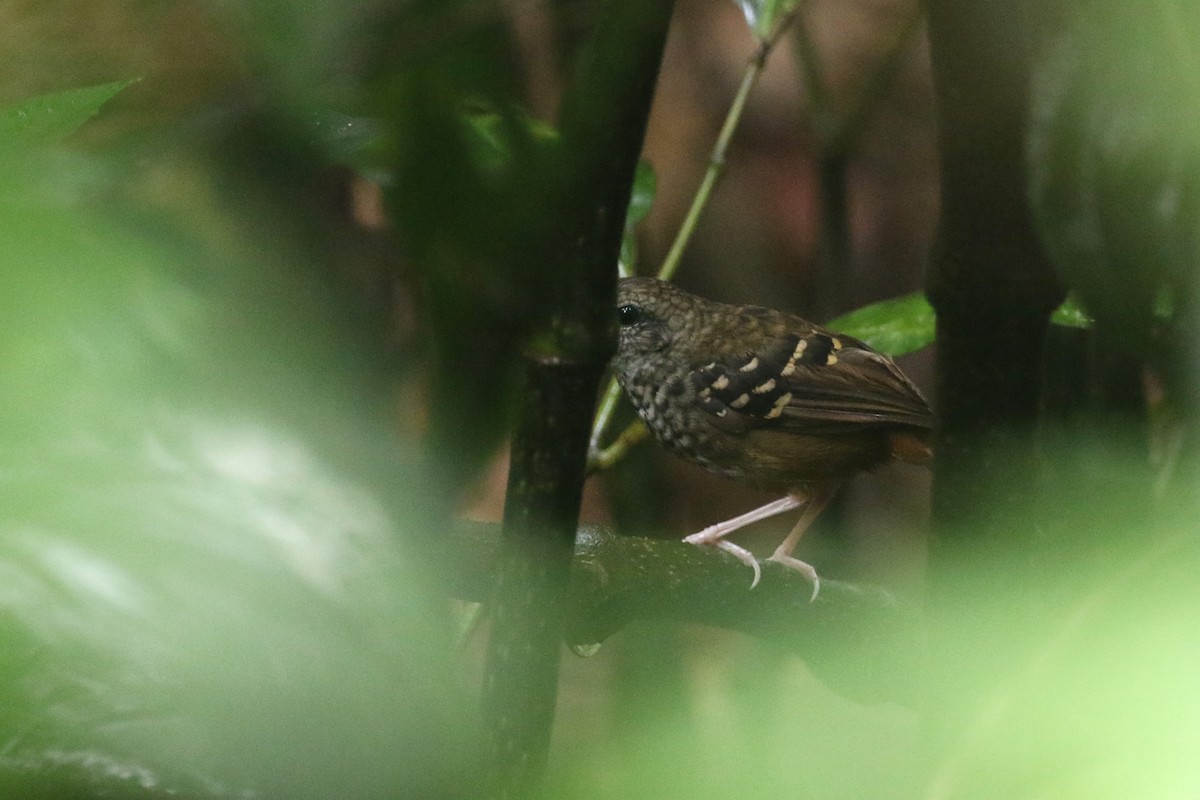 Scalloped Antbird - ML424147901