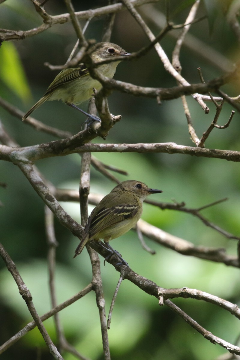 Smoky-fronted Tody-Flycatcher - Daniel Branch
