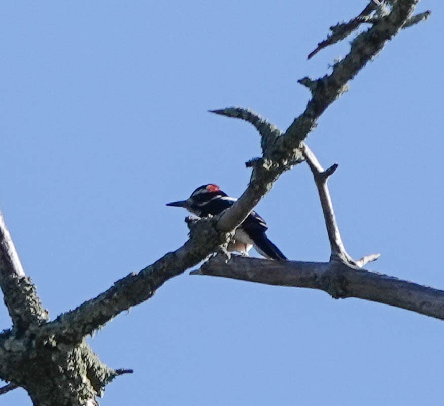 Hairy Woodpecker - ML424149321