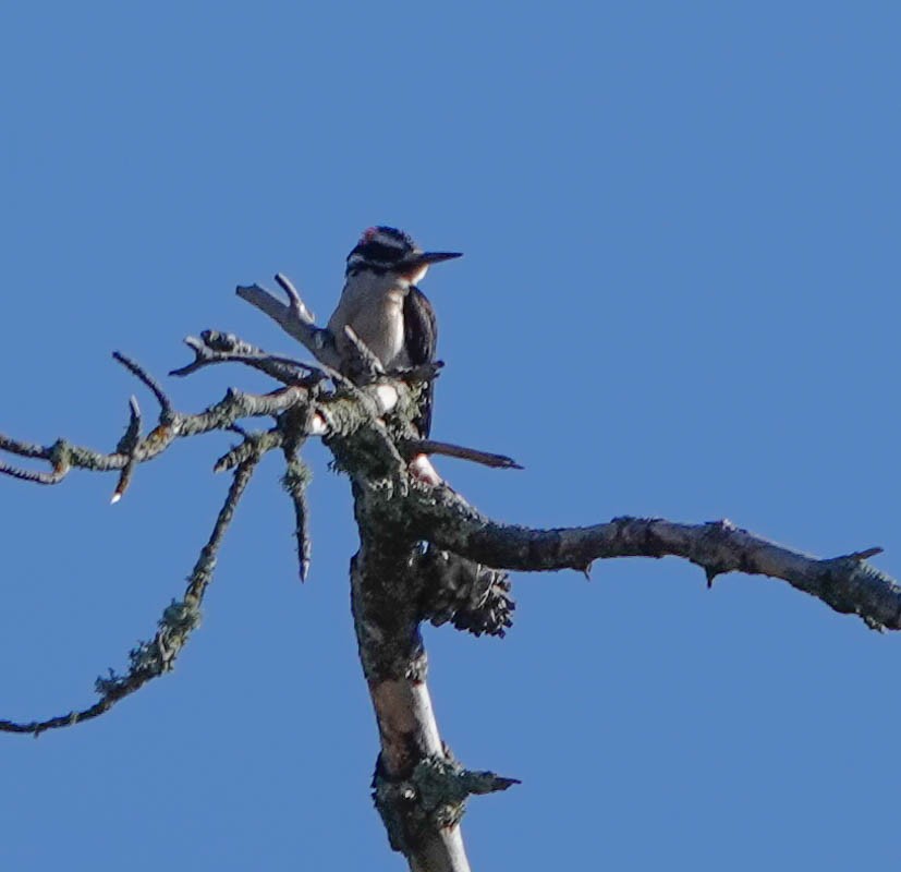 Hairy Woodpecker - ML424149331