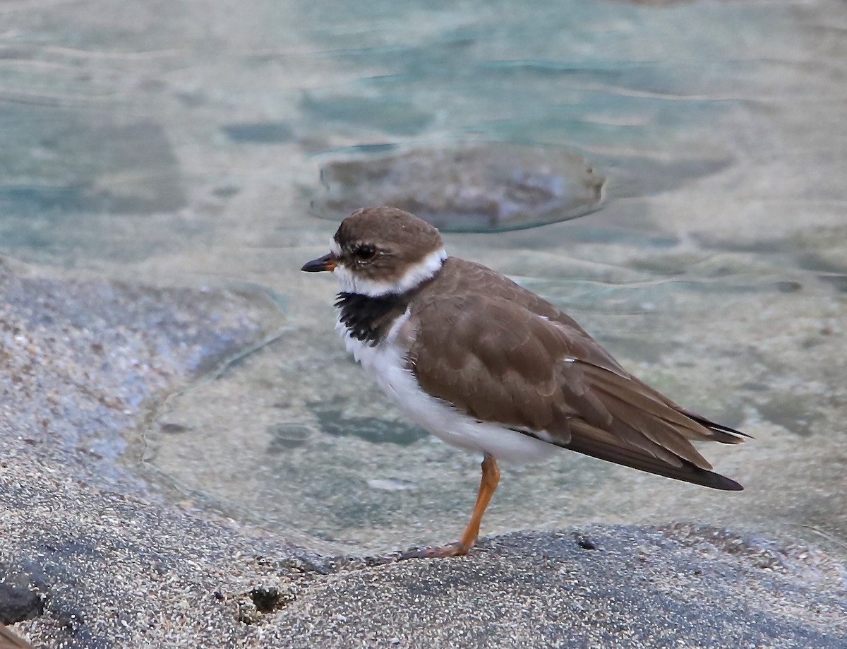 Semipalmated Plover - ML424149711