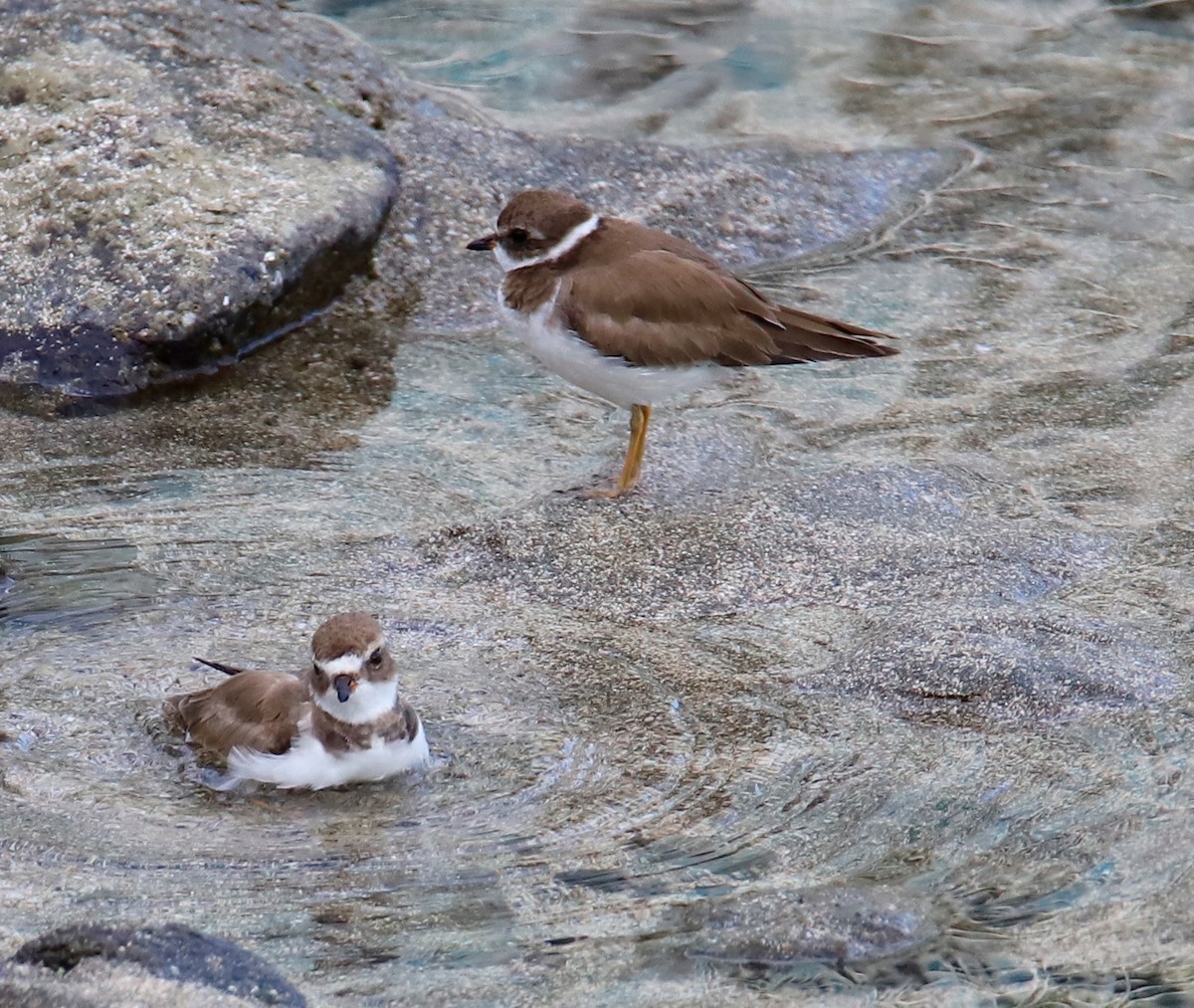 Semipalmated Plover - ML424149721