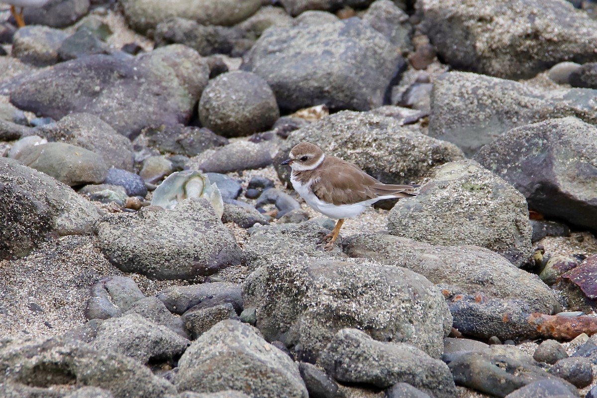 Semipalmated Plover - ML424149731