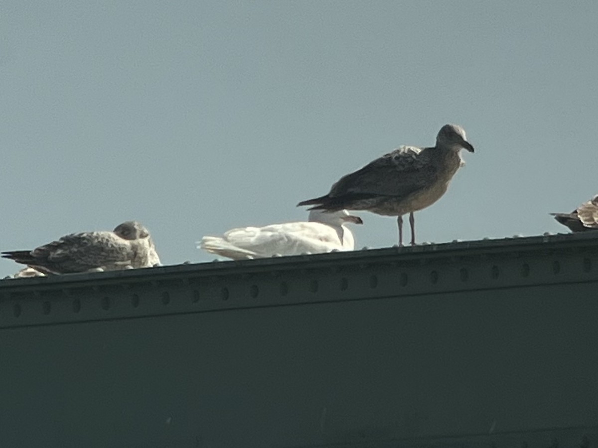 Glaucous Gull - ML424150611