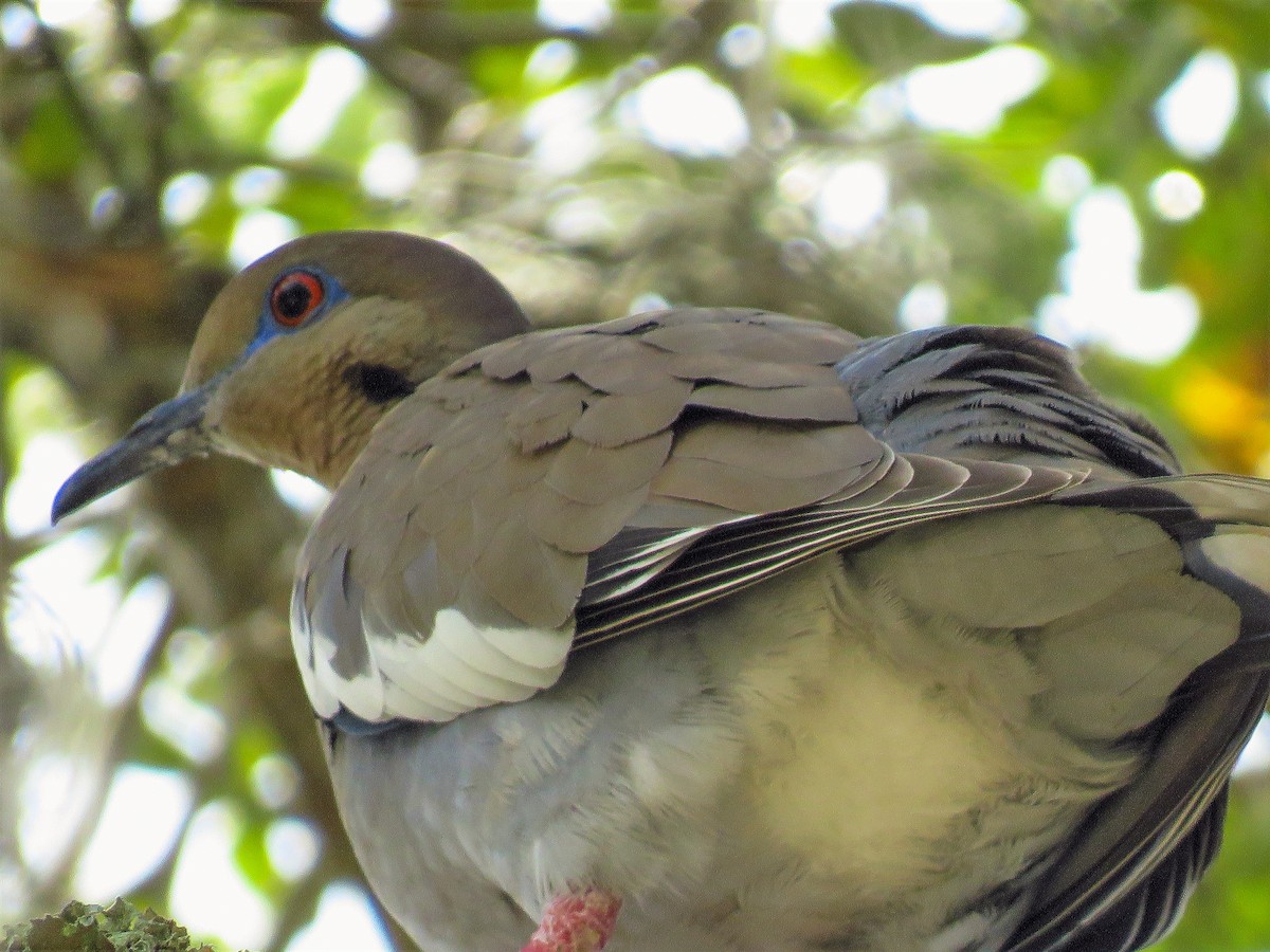 White-winged Dove - Anonymous