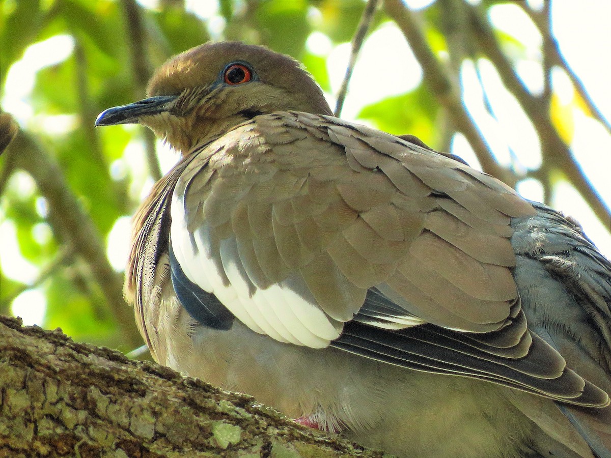 White-winged Dove - Anonymous