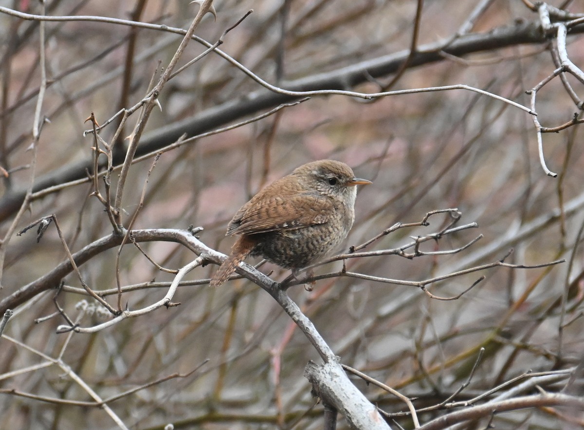 Eurasian Wren - Miguel Ángel García