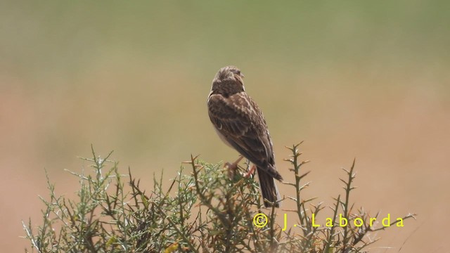 Жайворонок степовий - ML424152651